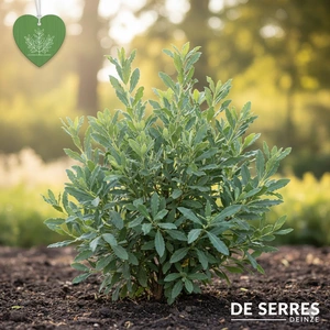 Myrica gale C12 (50- 60)