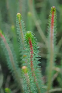 crispata