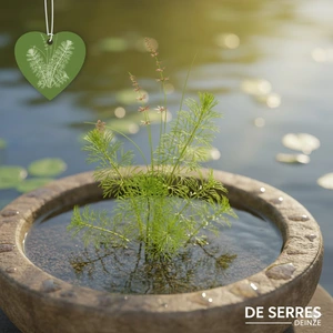 Myriophyllum spicatum P9