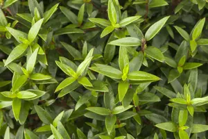Myrtus communis 120-140 C MEERSTAMMIG