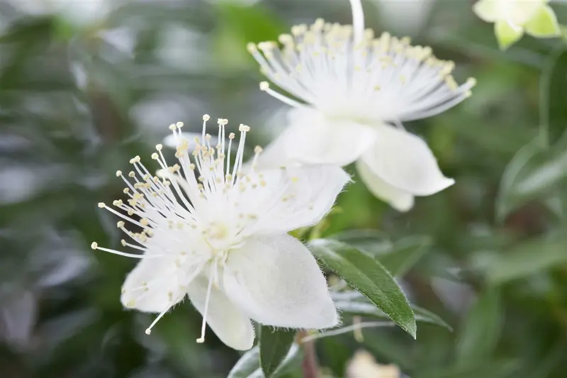 Myrtus communis 120-140   C MEERSTAMMIG - afbeelding 2