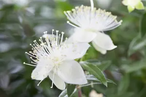 Myrtus communis 120-140   C MEERSTAMMIG - afbeelding 2