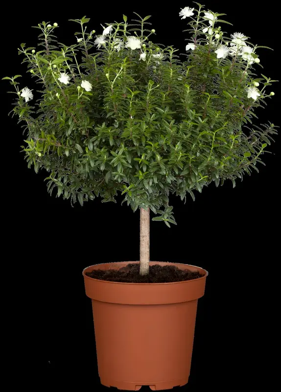 myrtus communis (60- 80cm) - afbeelding 5