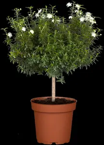 myrtus communis (60- 80cm) - afbeelding 5