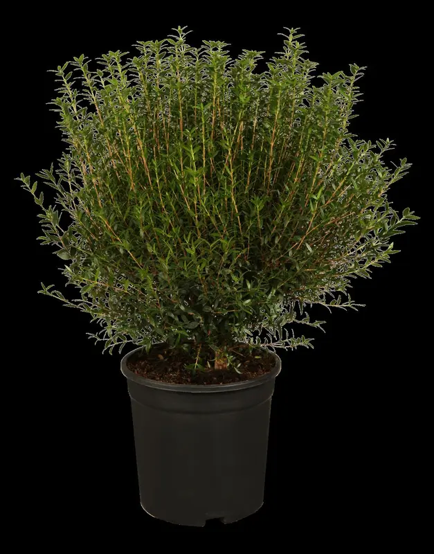 myrtus communis (60- 80cm) - afbeelding 1