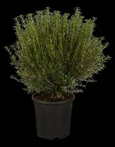 myrtus communis (60- 80cm) - afbeelding 5