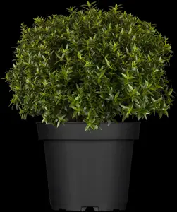 myrtus communis (60- 80cm) - afbeelding 3