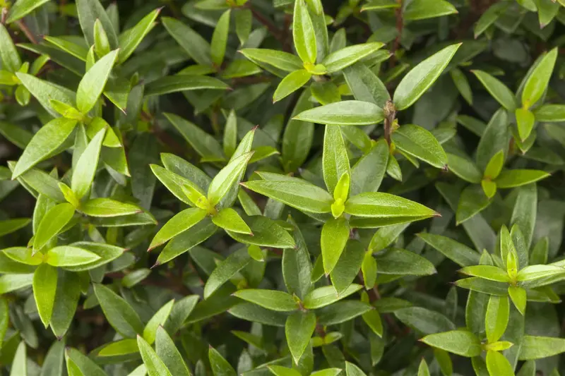 myrtus communis (60- 80cm) - afbeelding 4