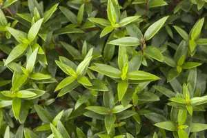 myrtus communis (60- 80cm) - afbeelding 4