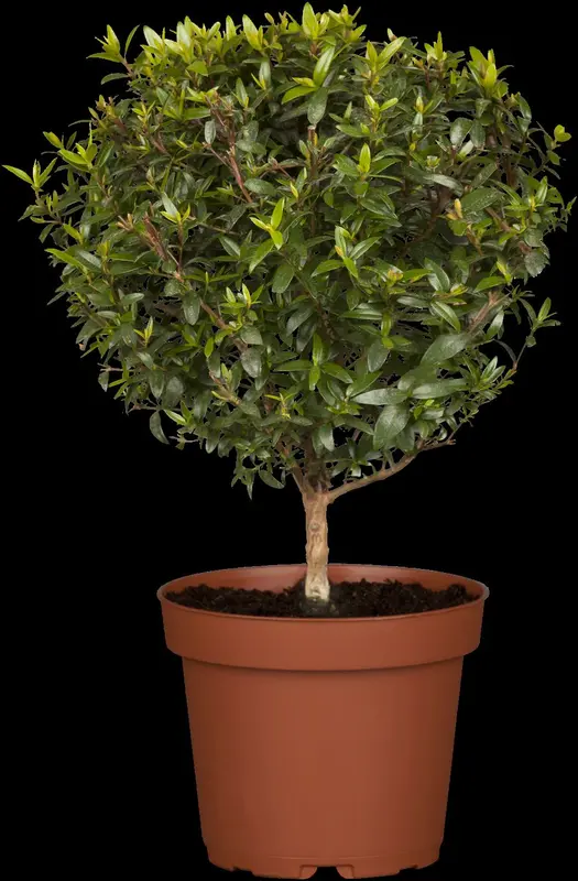 myrtus communis (60- 80cm) - afbeelding 2