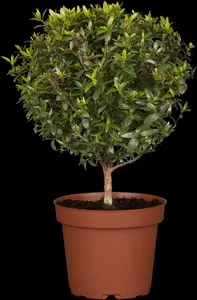 myrtus communis (60- 80cm) - afbeelding 2