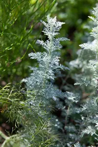 Artemisia schmidtiana 'Nana' P9 - afbeelding 3