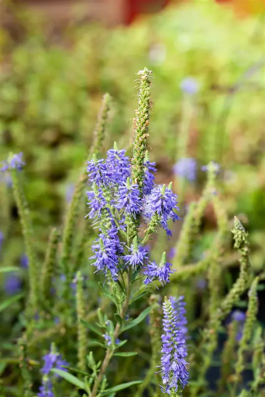 veronica spic. 'nana blauteppich' P9 - afbeelding 2