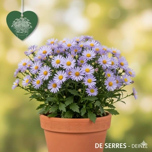 Kalimeris incisa 'Nana Blue' P11