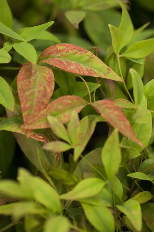 Nandina dom. 'Firepower' 40- 50   C10 - afbeelding 2