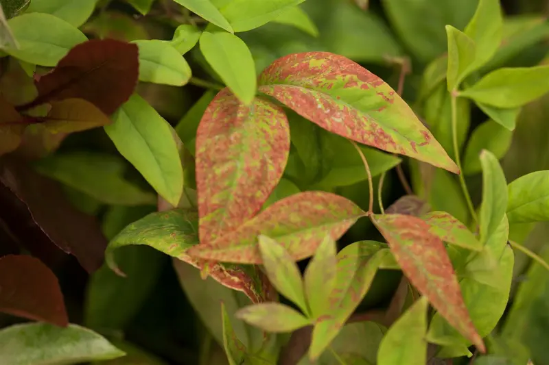Nandina dom. 'Firepower' 40- 50   C10 - afbeelding 1