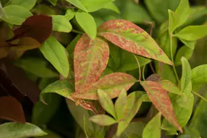 Nandina dom. 'Firepower' 40- 50   C10