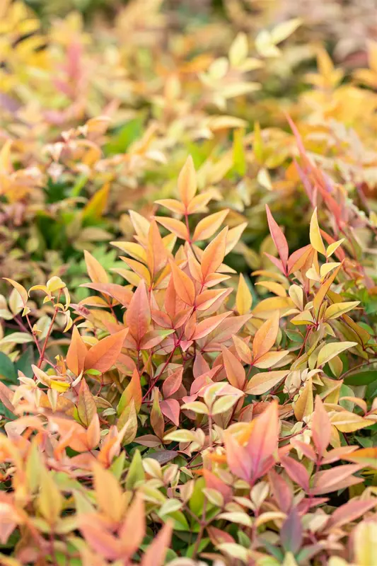 Nandina dom. 'Gulf Stream' 25- 30   C - afbeelding 2