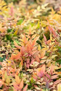 Nandina dom. 'Gulf Stream' 25- 30   C - afbeelding 2