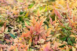 Nandina dom. 'Gulf Stream' 25- 30 C