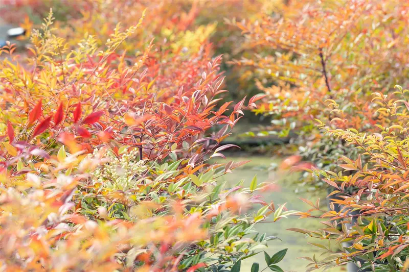 Nandina dom. 'Gulf Stream' 25- 30   C - afbeelding 3