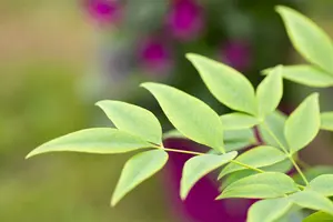 Magical® Lemon and Lime - afbeelding 5