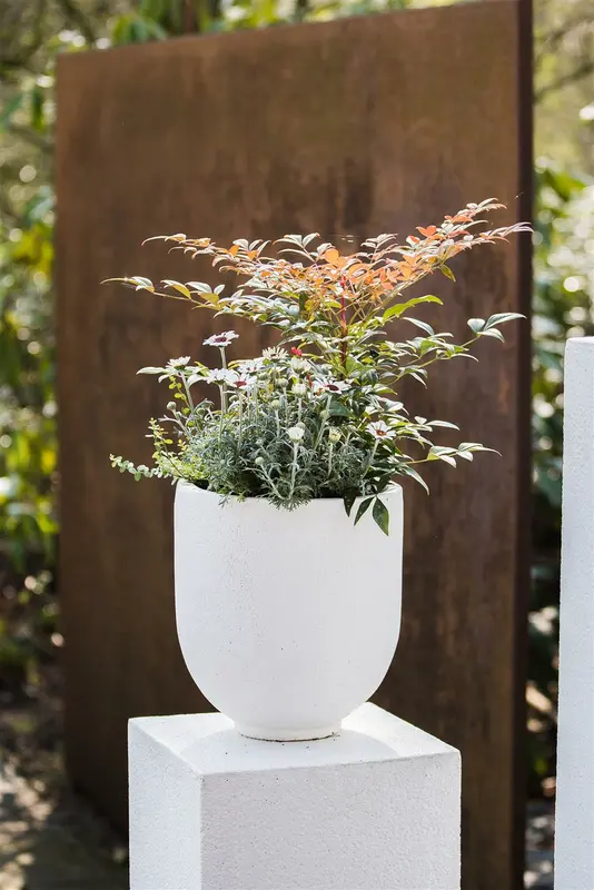 Nandina dom. 'Obsessed'® 30- 40   C5 - afbeelding 1