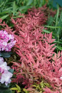 Nandina dom. 'Obsessed'® 30- 40   C5 - afbeelding 5