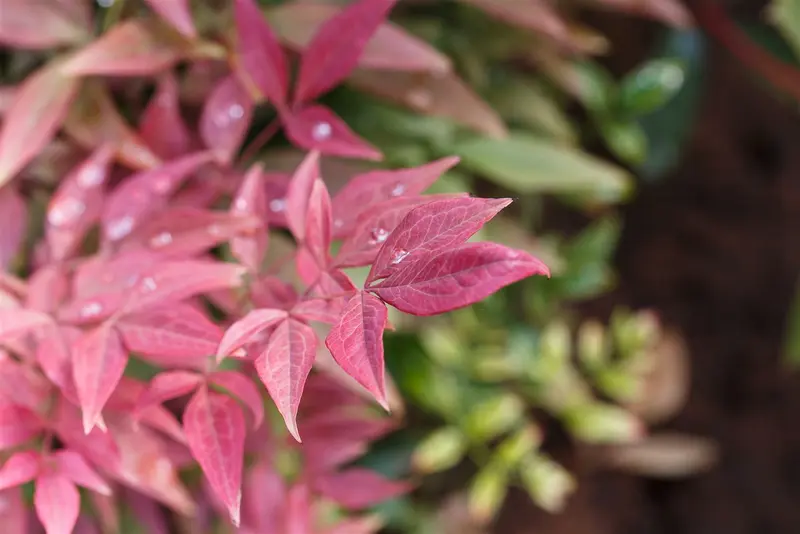 Nandina dom. 'Obsessed'® 30- 40   C5 - afbeelding 3