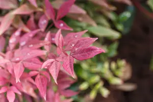 Nandina dom. 'Obsessed'® 30- 40   C5 - afbeelding 3