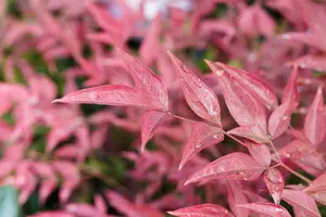Nandina dom. 'Obsessed'® 30- 40   C5 - afbeelding 4