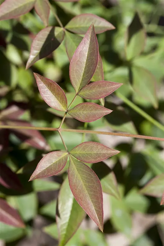 Nandina domestica 100-125   C30 - afbeelding 4