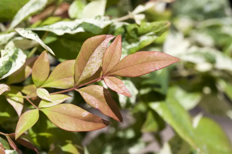 Nandina domestica 100-125   C30 - afbeelding 3