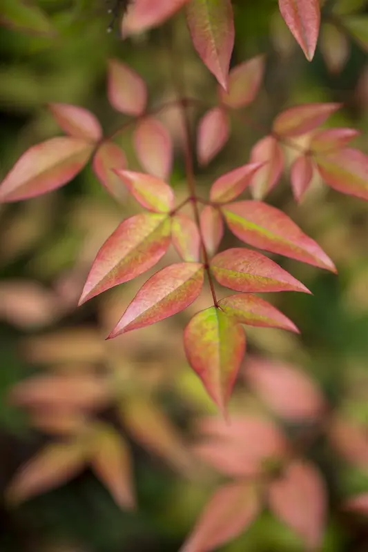 nandina domestica (60- 80cm) C15 - afbeelding 3