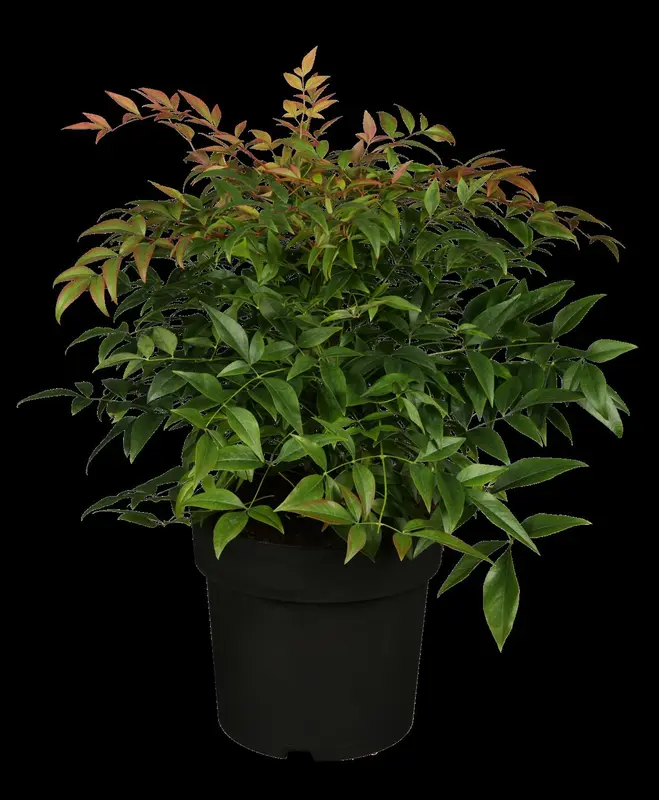 nandina domestica (60- 80cm) C15 - afbeelding 1