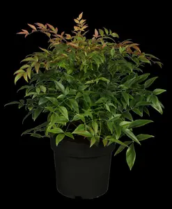 nandina domestica (60- 80cm) C15 - afbeelding 5