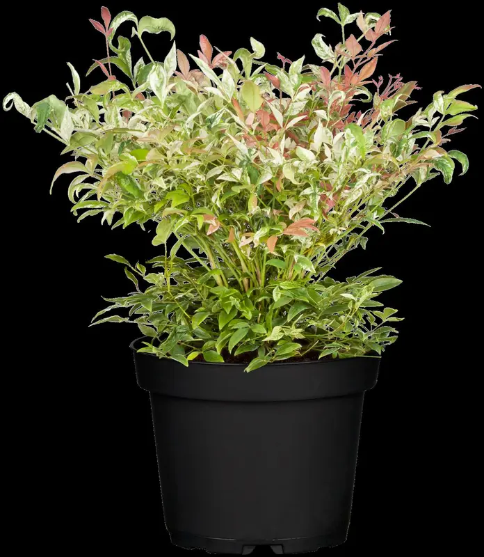 nandina domestica (60- 80cm) C15 - afbeelding 4