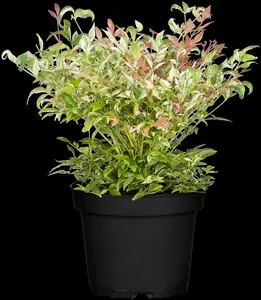 nandina domestica (60- 80cm) C15 - afbeelding 4