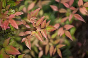 nandina domestica (60- 80cm) C15 - afbeelding 2