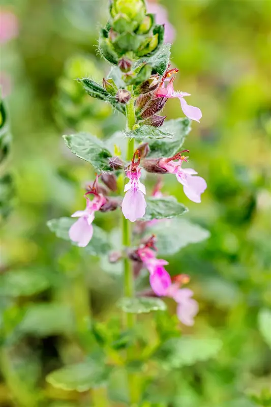 teucrium cham. 'nanum' P9 - afbeelding 2