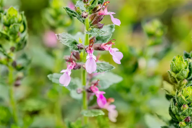teucrium cham. 'nanum' P9 - afbeelding 1