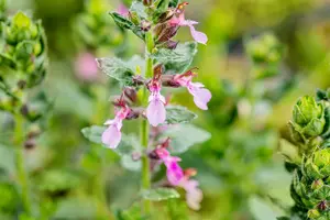 teucrium cham. 'nanum' P9 - afbeelding 2