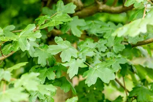 acer camp. 'nanum' 6/8 C - afbeelding 2