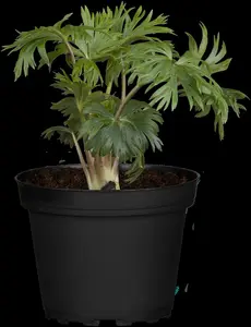 Aconitum napellus P9 - afbeelding 5