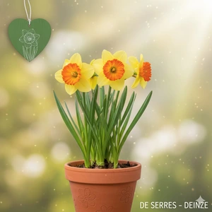 Narcissus 'Altruist'