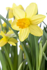 Narcissus bot. 'Jetfire' BLOEMBOL *100