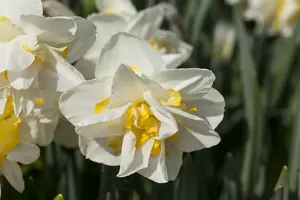 narcissus dubbel 'white lion' - afbeelding 5