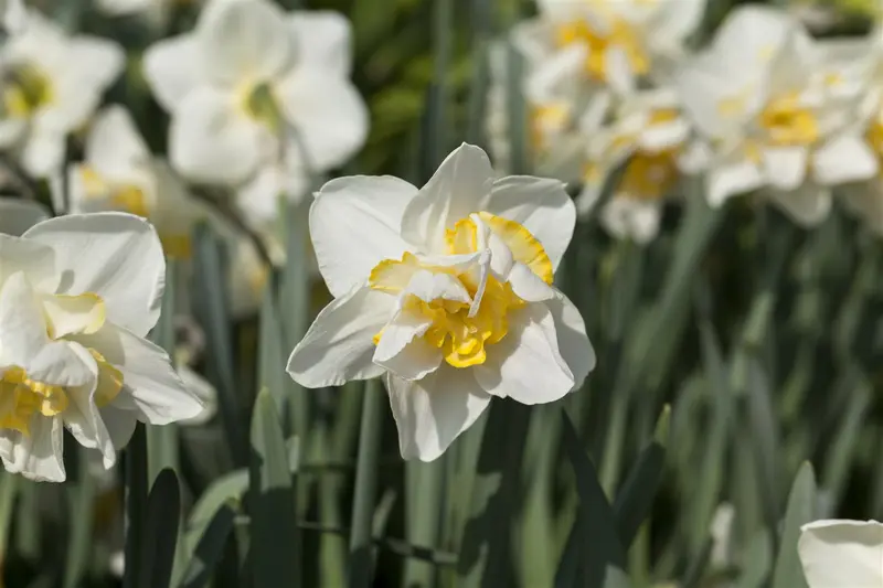 narcissus dubbel 'white lion' - afbeelding 2