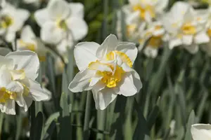 narcissus dubbel 'white lion' - afbeelding 2