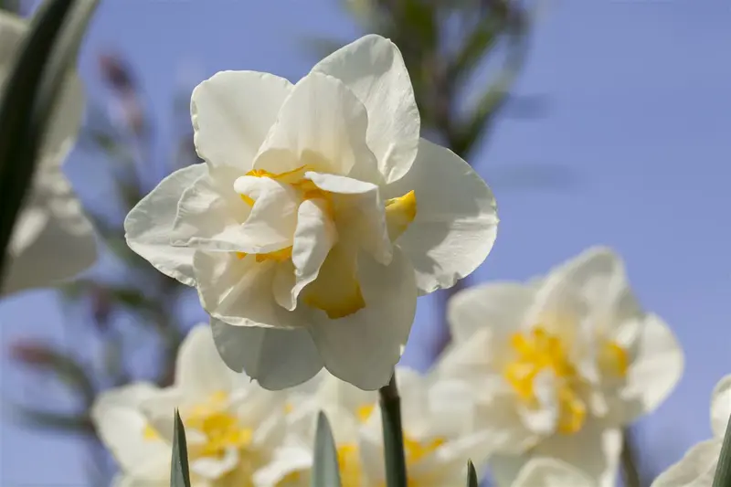 narcissus dubbel 'white lion' - afbeelding 3